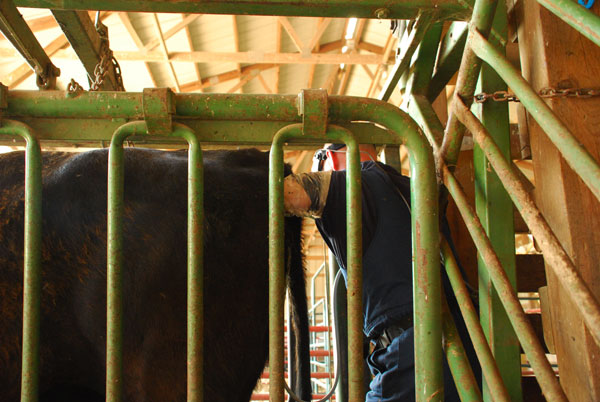 Research Looks At Heifer Synchronization Protocols Research Looks At Heifer Synchronization Protocols