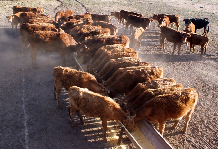 Feeder cattle at a bunk