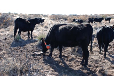 using supplements to direct cows
