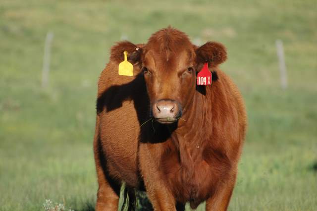 Rabobank Report: World Beef Supplies Remain Tight Rabobank Report: World Beef Supplies Remain Tight