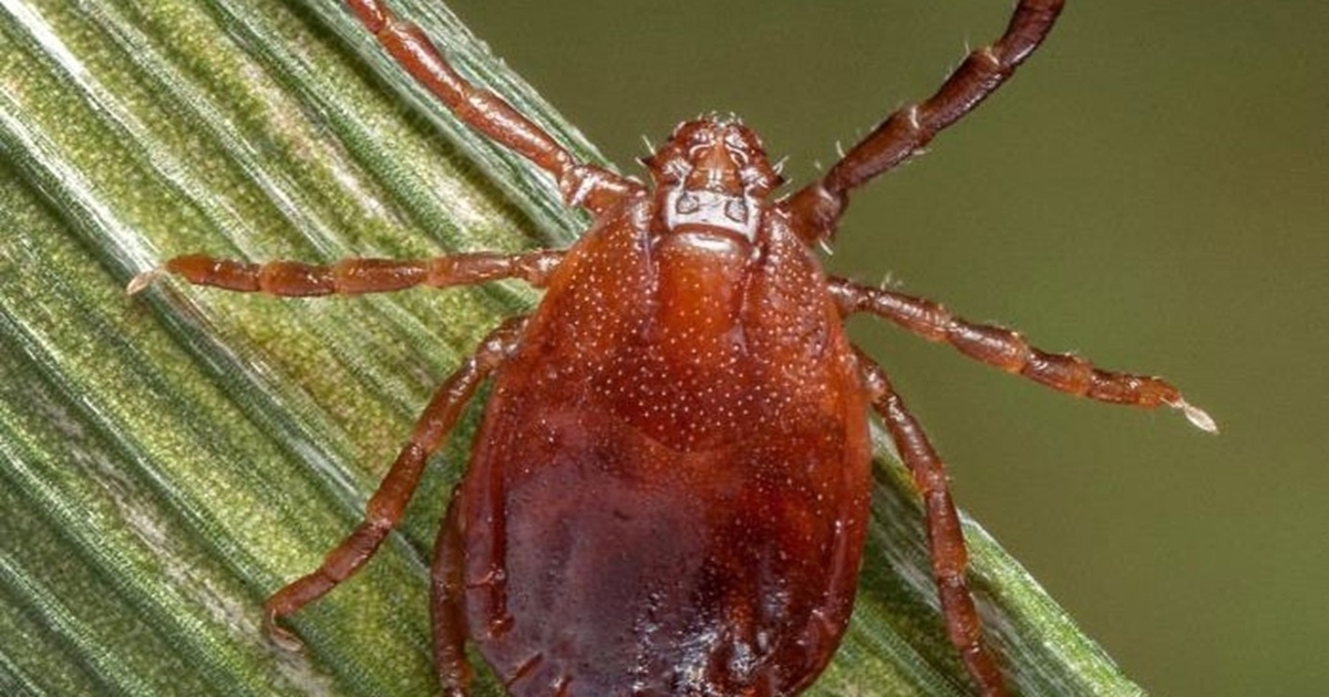 Asian longhorned tick identified in Oklahoma