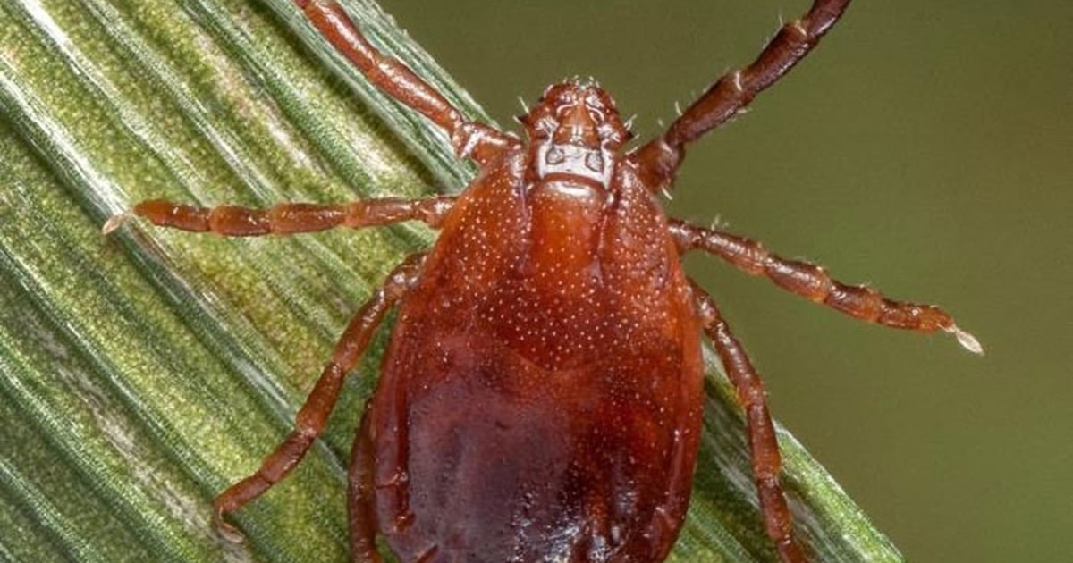 Ticks and flies: Time to reapply