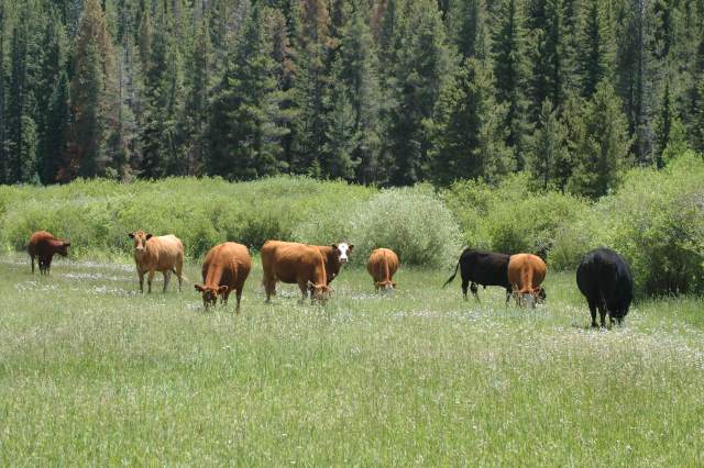 USDA Cattle Inventory report shows restocking is underway