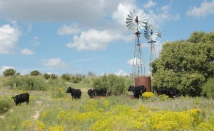 ranching for your future
