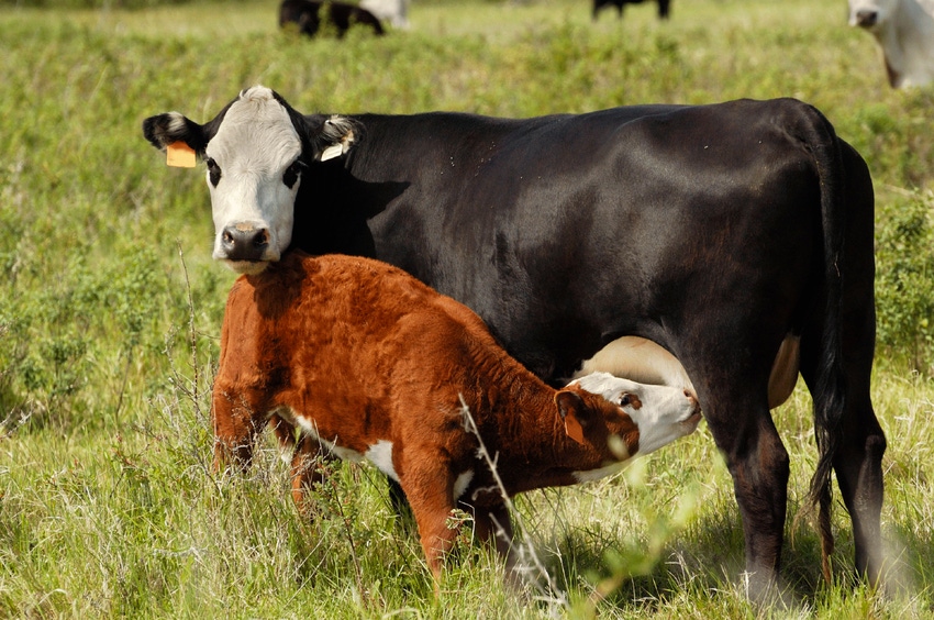 Cow Calf Pair