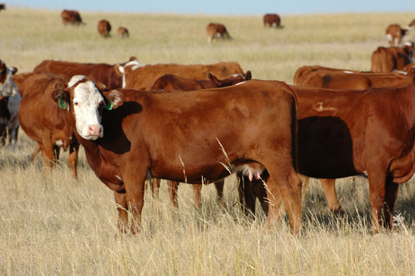 Great maternal cowherds