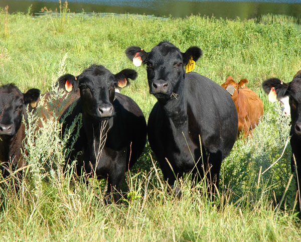 Beef herd likely to grow most in the Southern Plains