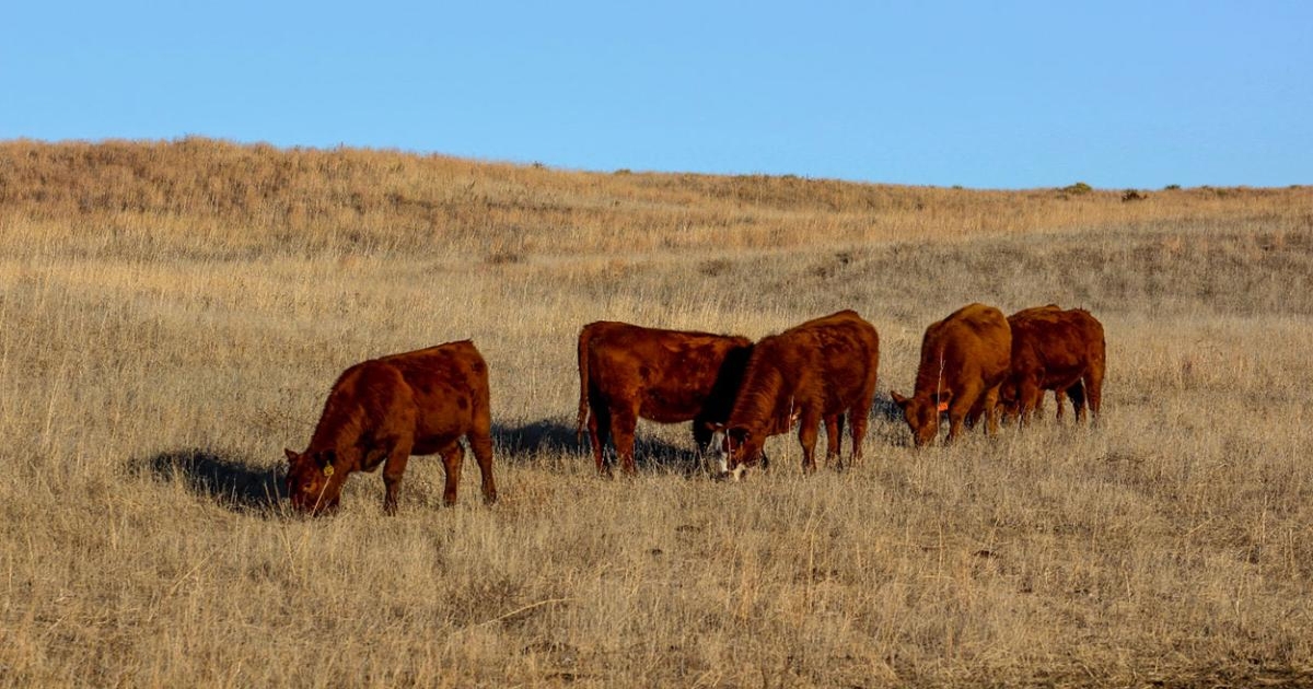 Growing calf requirements with protein supplementation while winter grazing