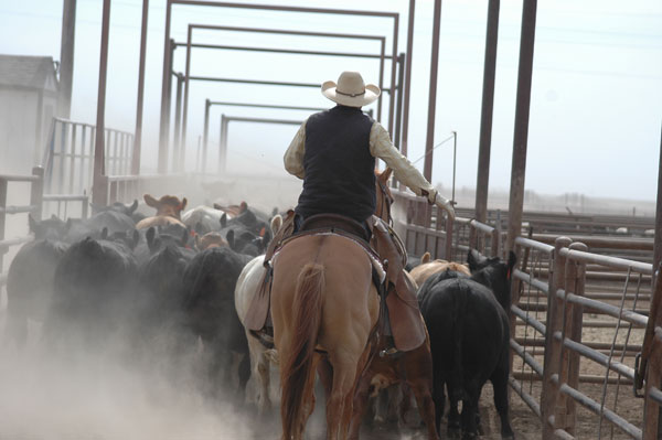 Low-stress cattle handling is not low-pressure cattle handling