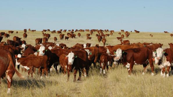 5 Trending Headlines: Cattle Inventory Report shows herd expansion, PLUS: The real story at MARC