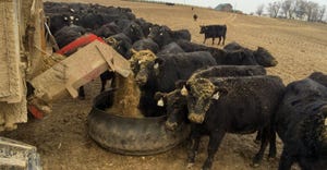 Cattle line up to eat as a tractor delivers silage