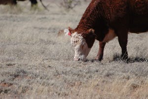 Montana, Dakotas get emergency drought grazing authorization