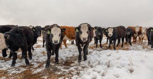 A group of black and red weaned baldy calves on snow-covered winter pasture.