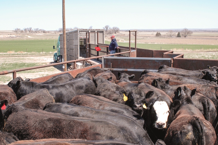 When cash was king of the beef market When cash was king of the beef market