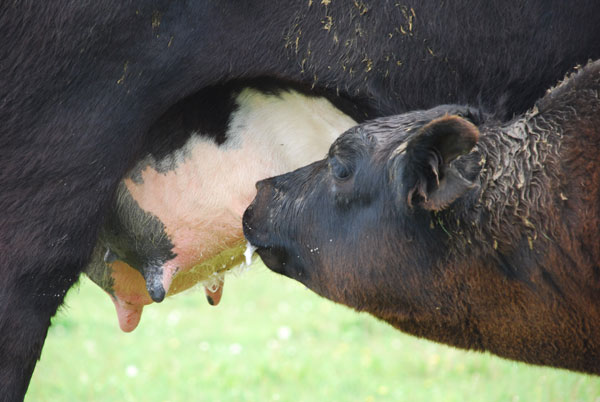 Does creep feeding pay in dry years?