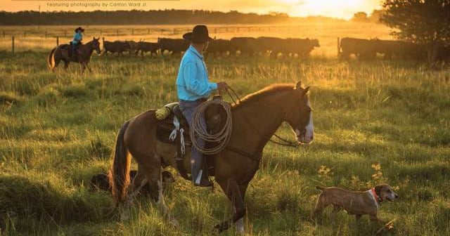 Ranching in Florida has rich history
