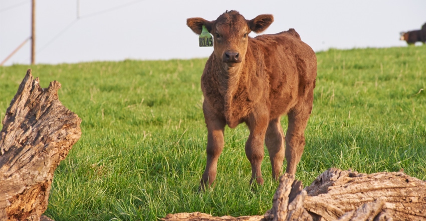 Protect calves, profits from summer pneumonia