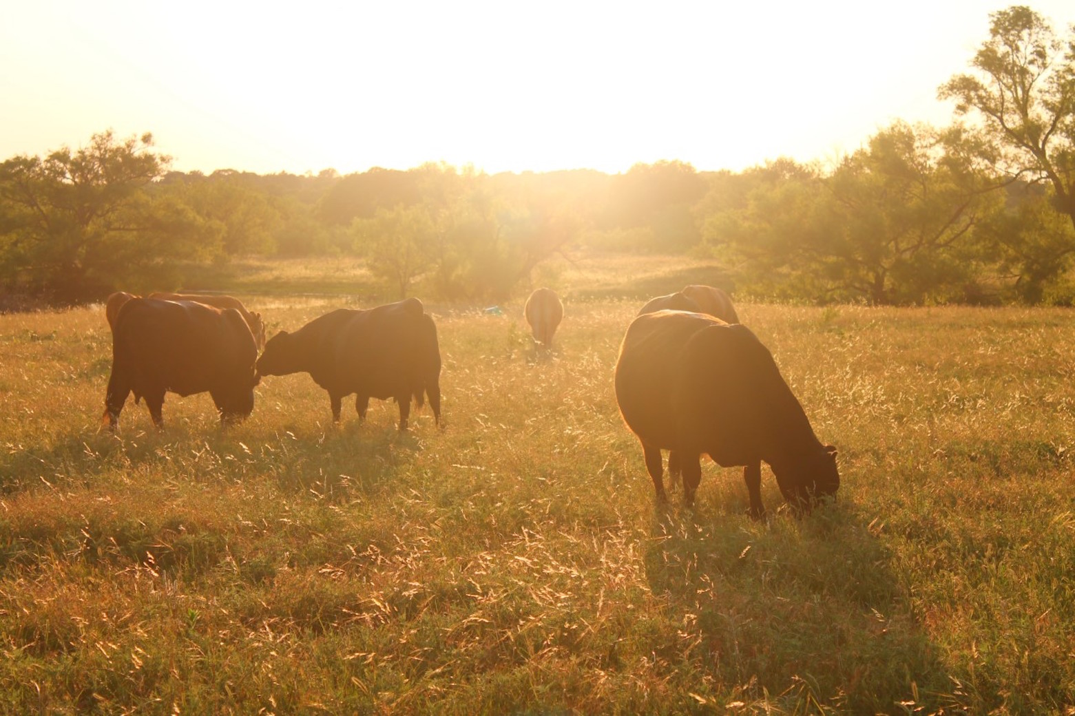 Readers share images of ranch work & ranch life | Beef Magazine