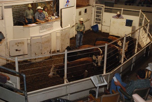 Cattle at auction