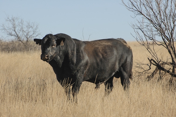 How to minimize and treat waterbelly in cattle