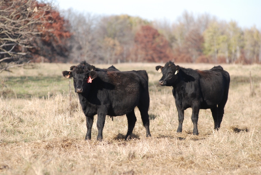Spreadsheet Calculates Cost Of CRP Hay And Grazing