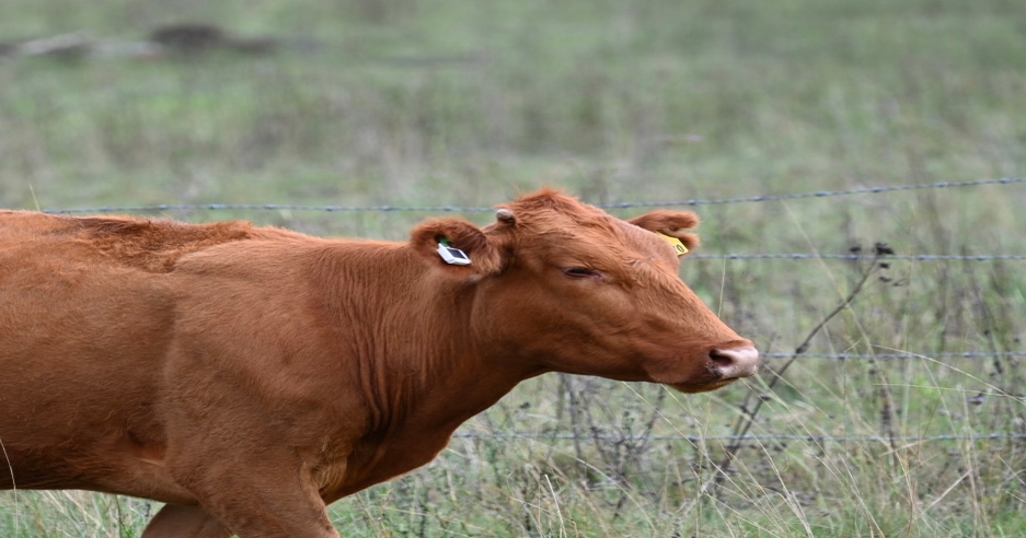 CERES TAG: Leading the charge in livestock management and productivity across the U.S.