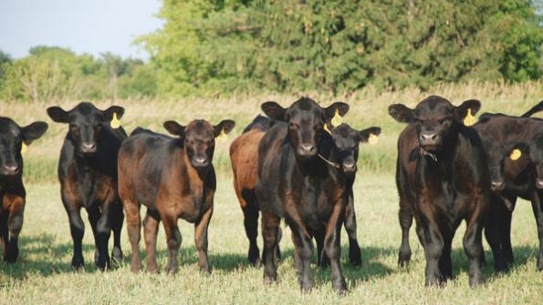 Market May Favor Early Intensively Grazed Stockers