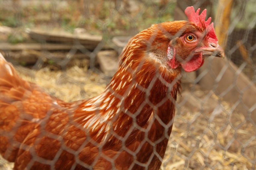 Backyard chickens trendier than Teslas among the elite