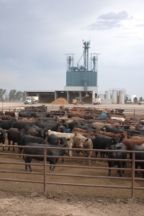 Feeder Cattle Prices Keep Expanding Into New Territory