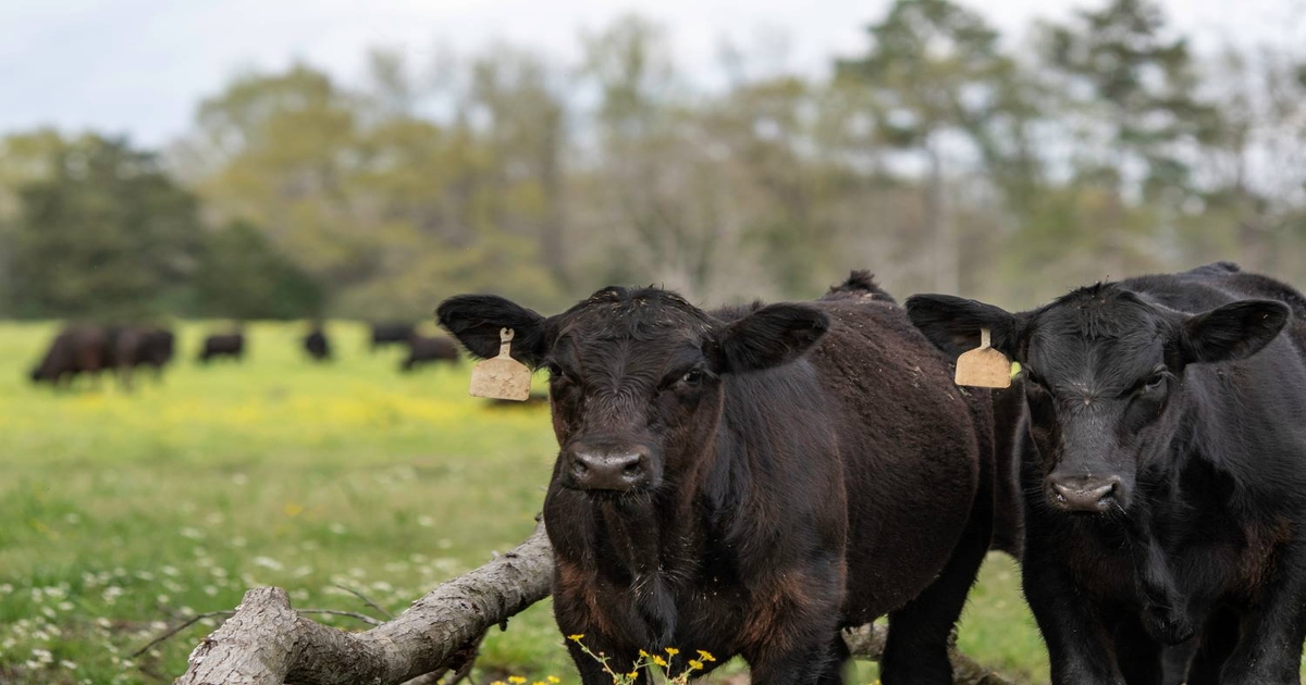 New research creates DNA tests for heifer fertility