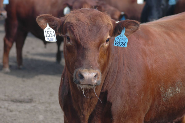 When is a beef carcass too big?