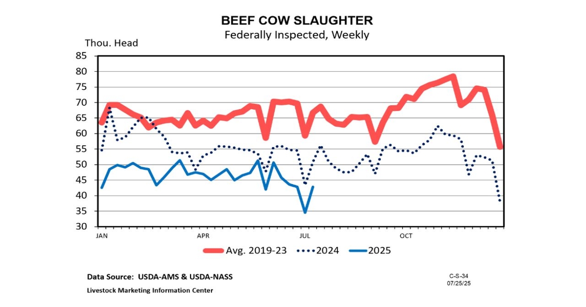With limited heifer retention, beef cow slaughter will be the inventory driver for the rest of 2025