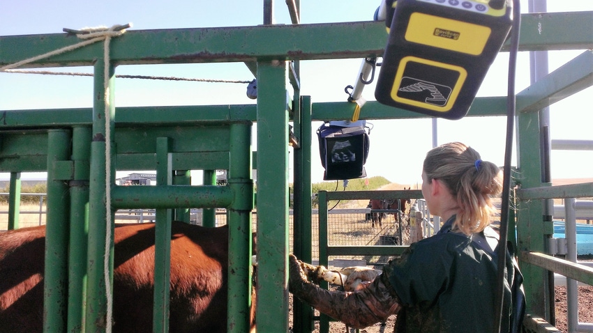 Advances in ultrasound technology can be utilized on the ranch