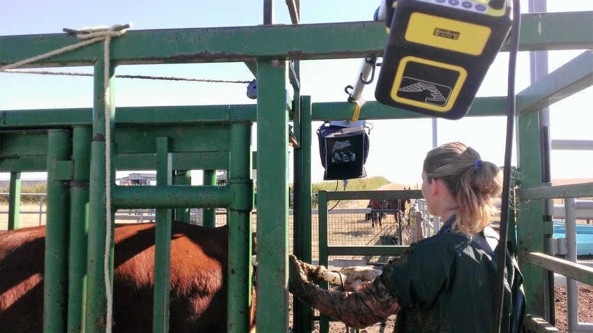 Advances in ultrasound technology can be utilized on the ranch Advances in ultrasound technology can be utilized on the ranch