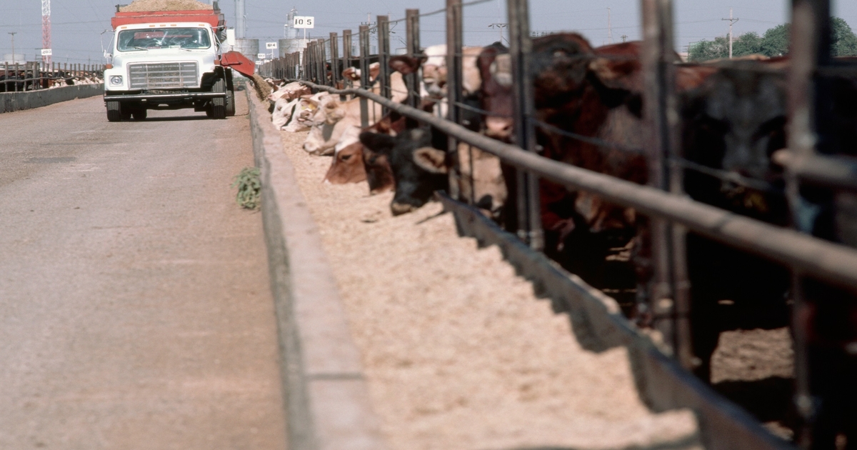USDA: Cattle prices lower on weaker demand