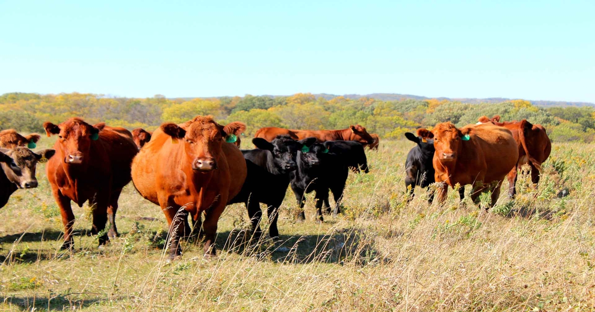 Taking the over on cow numbers