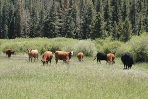 In Search Of 300-Day Grazing