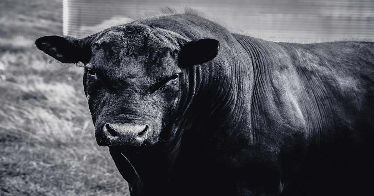 Give attention to bull restoration after breeding season