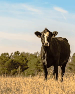 What's the economic impact of the current cattle cycle?