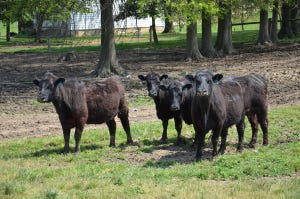 Reduce calving interval, increase profit per cow