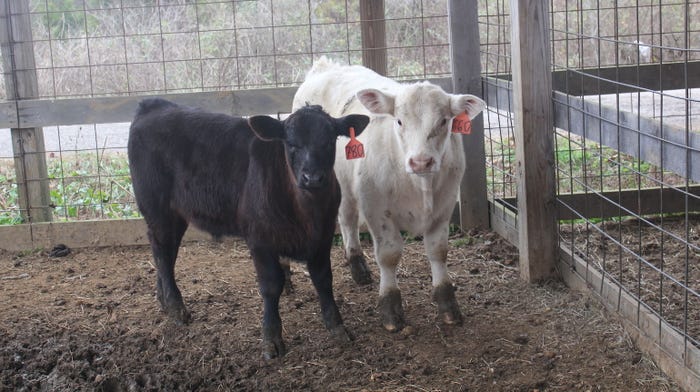 Black Calf White Calf from recipient cows