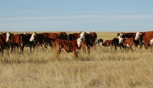 5 keys to a profitable beef cow herd