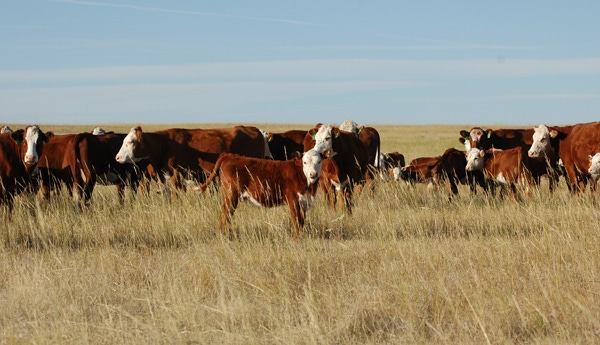 5 keys to a profitable beef cow herd