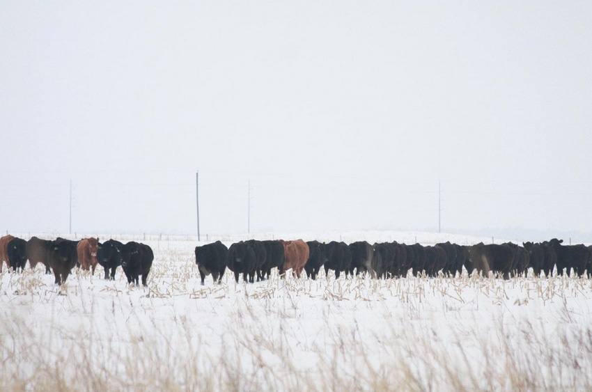 moving cows home.png moving cows home.png