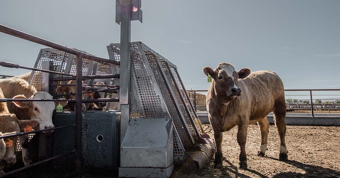 How to test your cattle for feed efficiency in 49 days | Beef Magazine