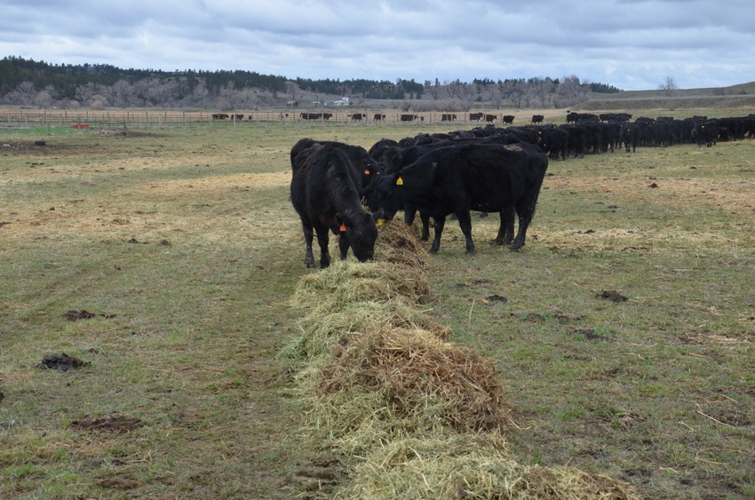 Beef sustainability: It matters to your consumers and it matters to you
