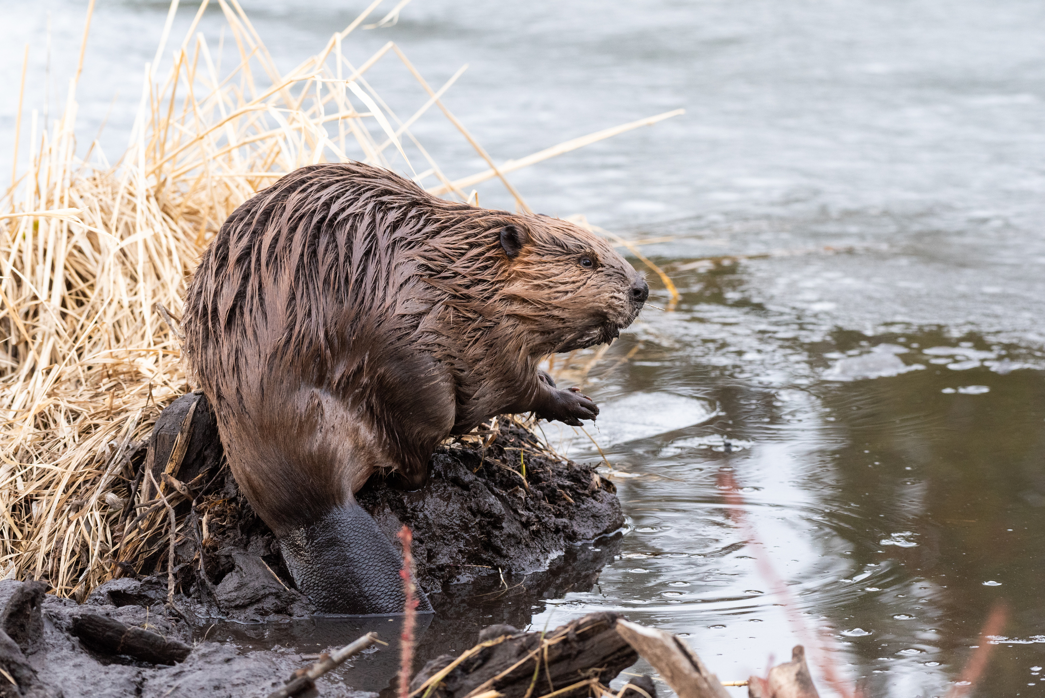 Beaver power provides year-long water to Idaho ranch