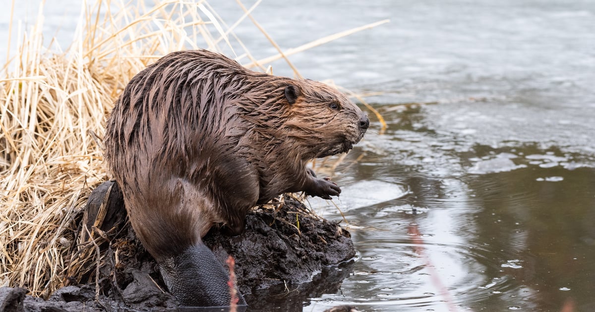 Beaver power provides year-long water to Idaho ranch