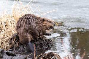 Beavers are some of nature’s best engineers