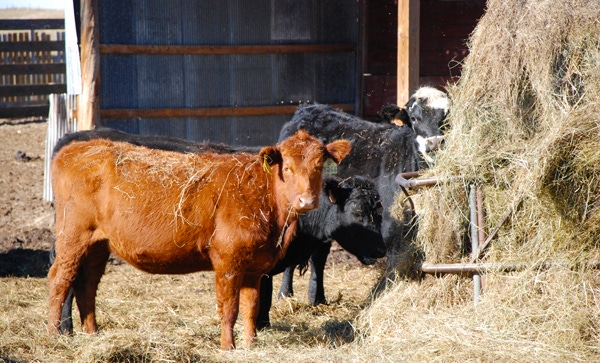 Should You Be Worried About Cattle Ingesting Net Wrap?